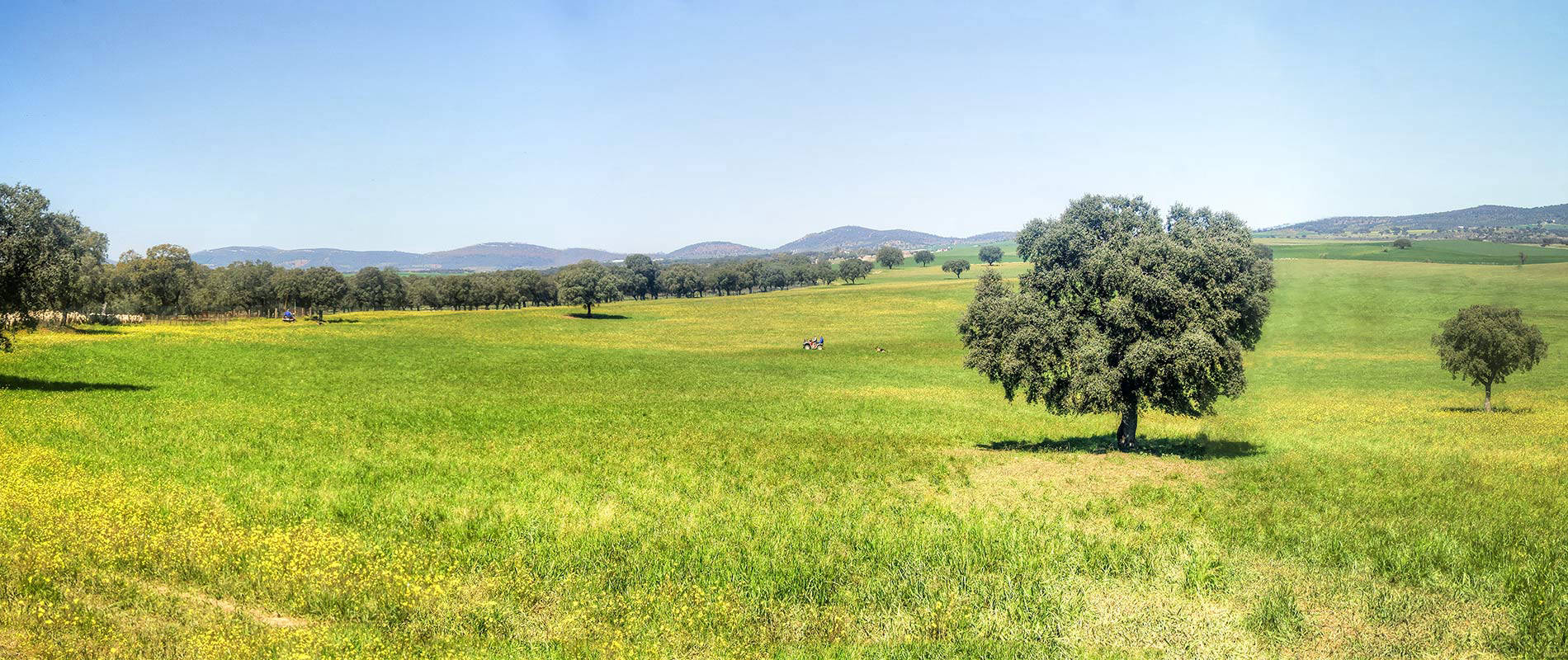 Cortijo Mohacho